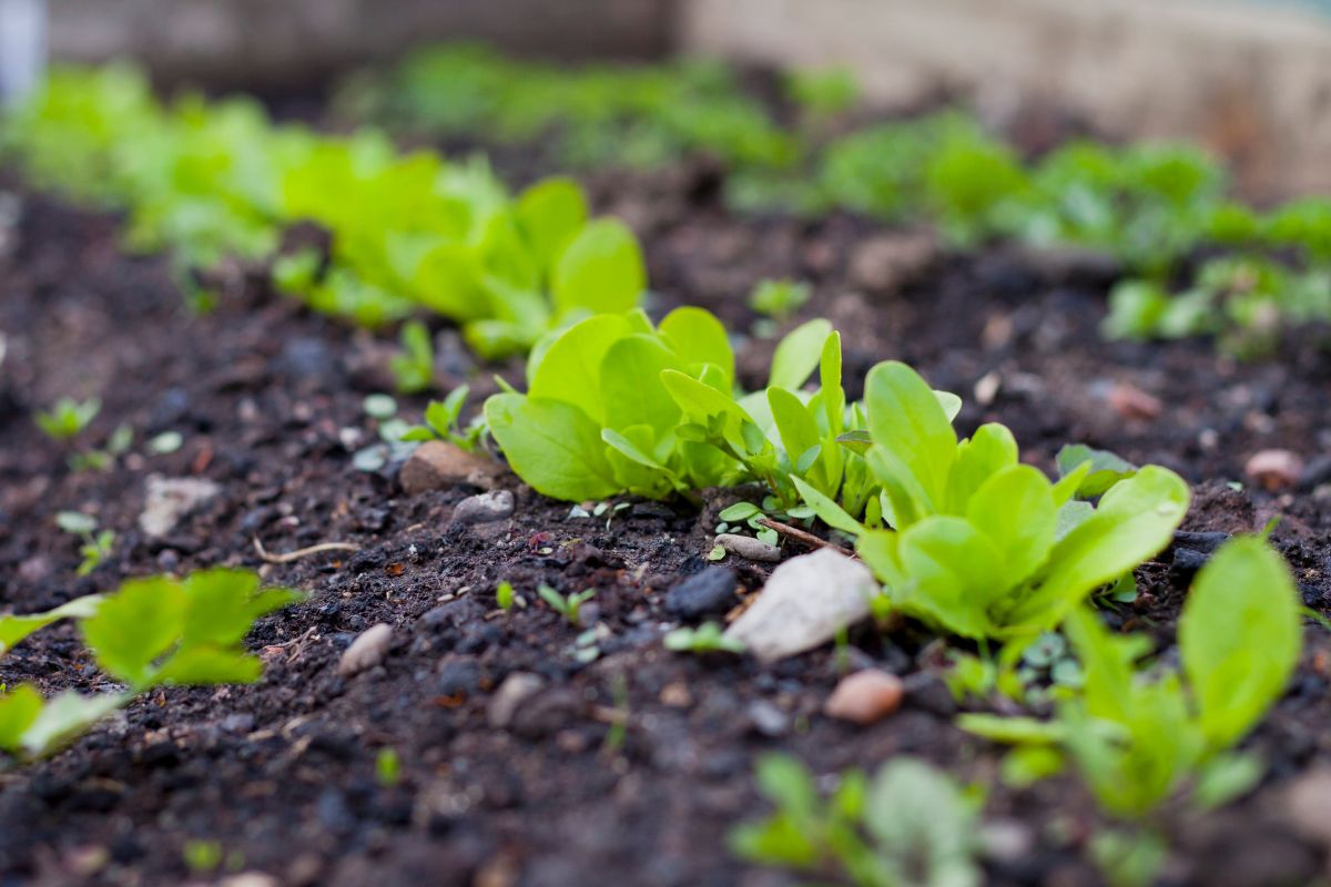 dealing-with-wet-or-waterlogged-soil-in-your-garden-the-seed-collection